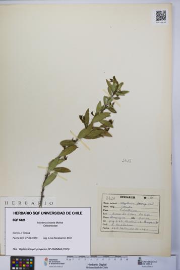 Maytenus boaria [Espécimen: UCH:SQF:0005425]