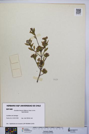 Guindilia trinervis [Espécimen: UCH:SQF:0005428]