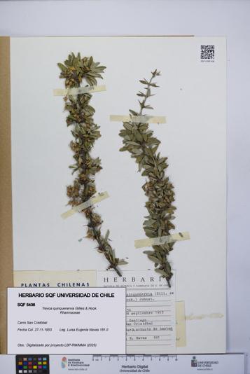 Trevoa quinquenervia [Espécimen: UCH:SQF:0005436]