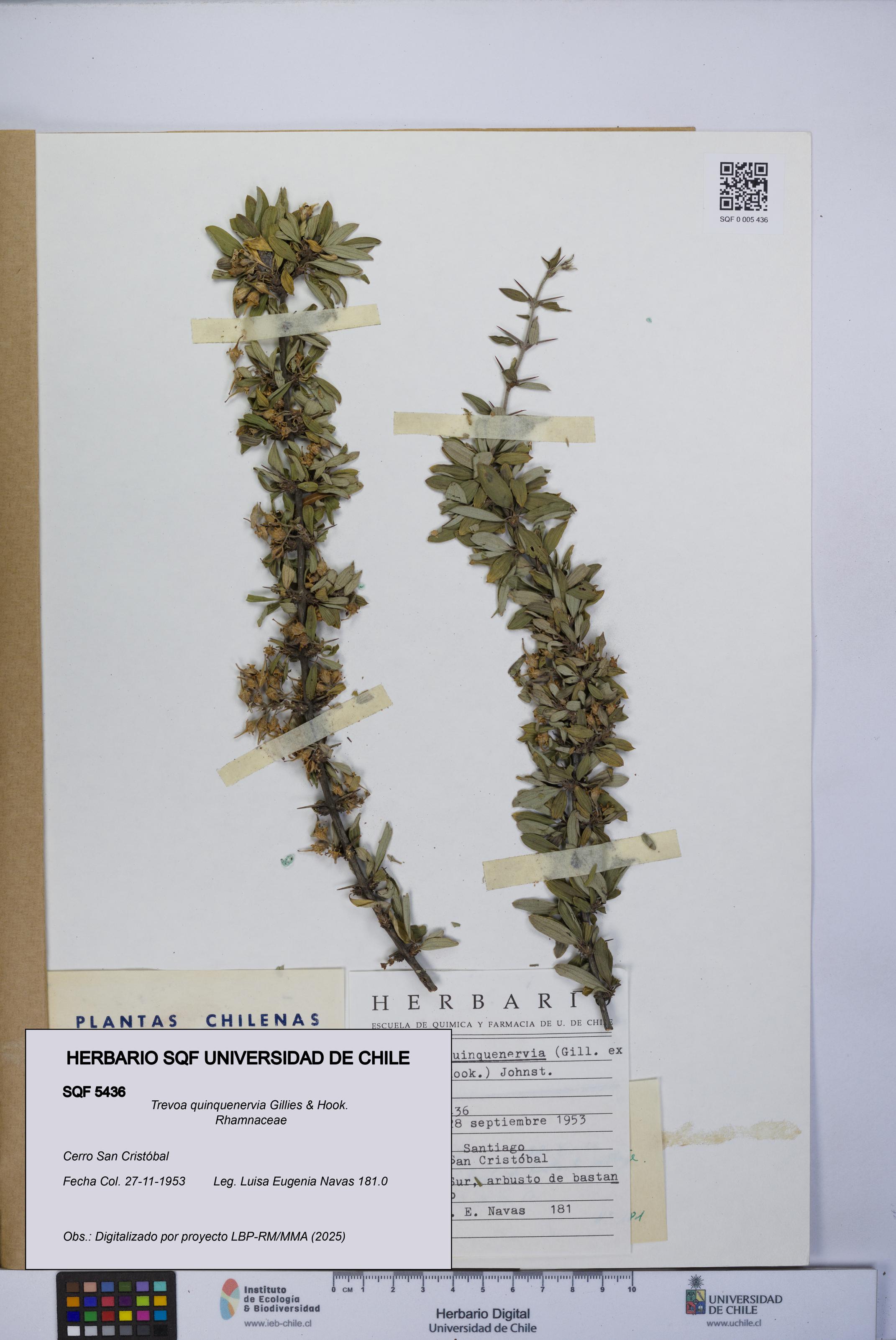 Trevoa quinquenervia [Espécimen: UCH:SQF:0005436]