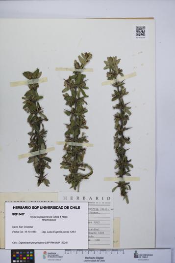 Trevoa quinquenervia [Espécimen: UCH:SQF:0005437]