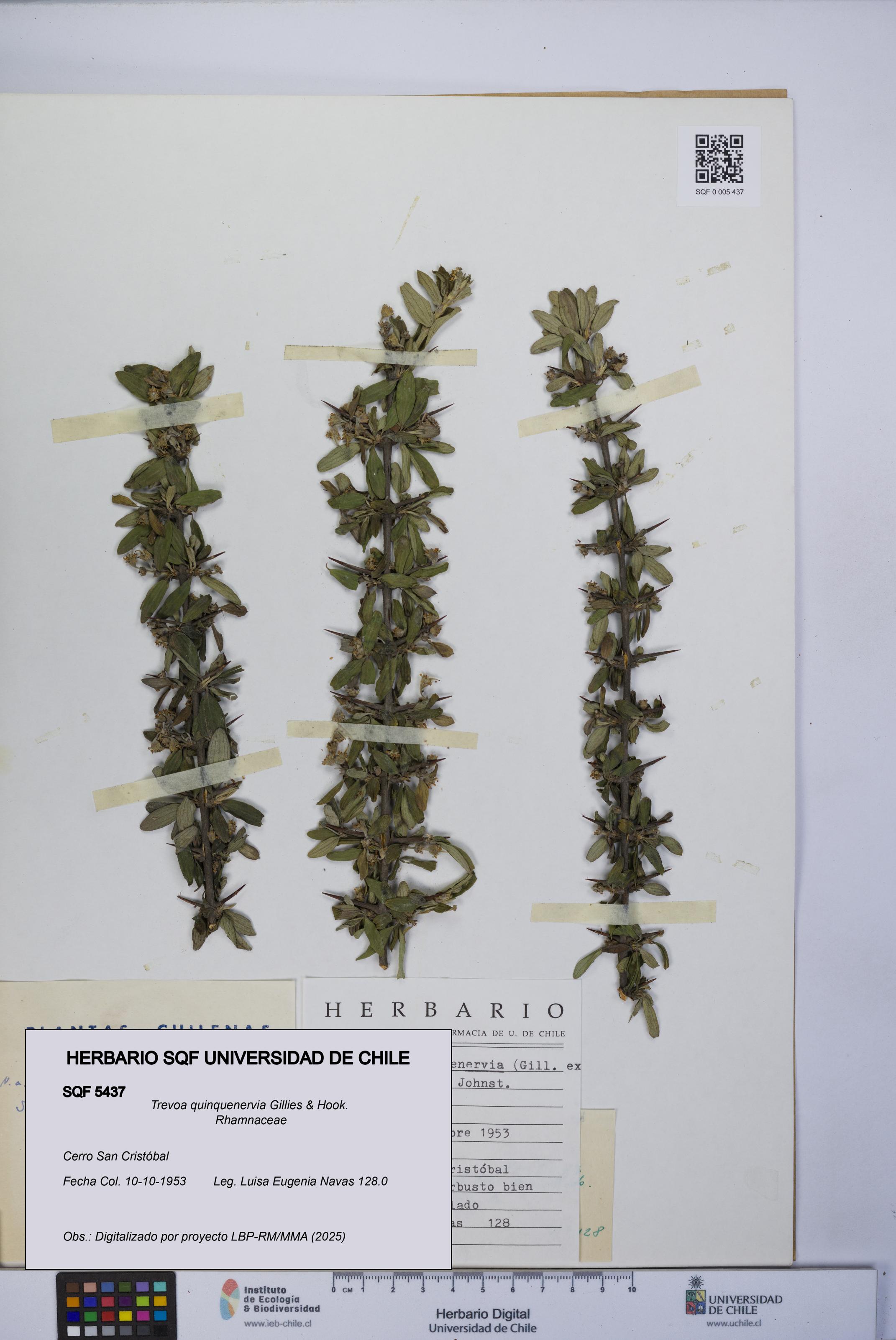 Trevoa quinquenervia [Espécimen: UCH:SQF:0005437]