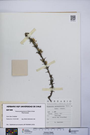 Trevoa quinquenervia [Espécimen: UCH:SQF:0005439]