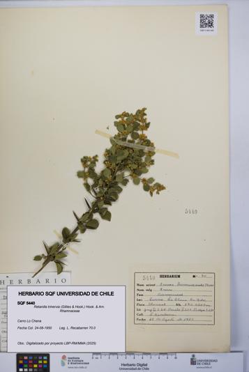 Retanilla trinervia [Espécimen: UCH:SQF:0005440]