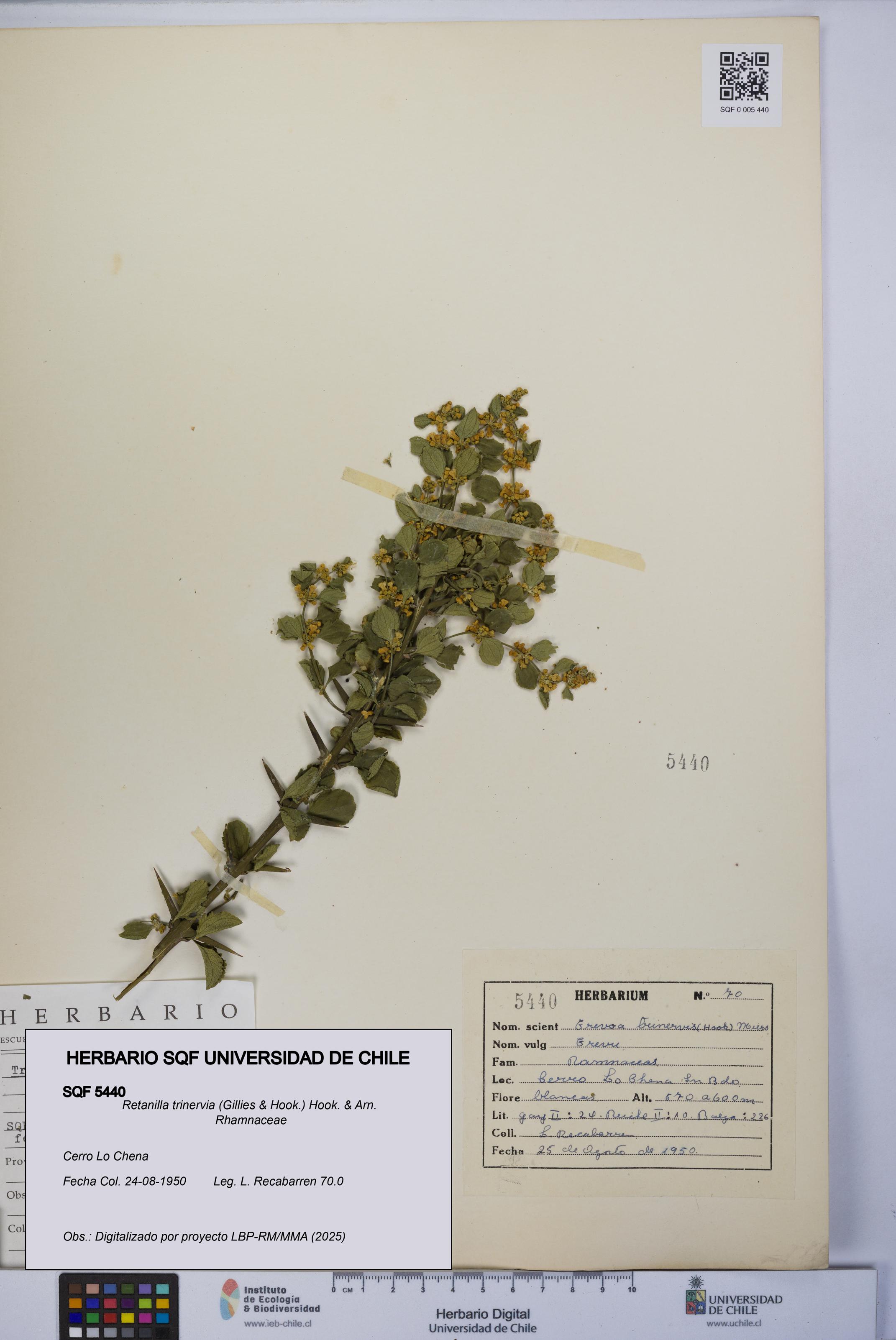 Retanilla trinervia [Espécimen: UCH:SQF:0005440]