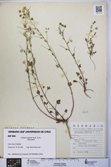 Cristaria dissecta [Espécimen: UCH:SQF:0005454]