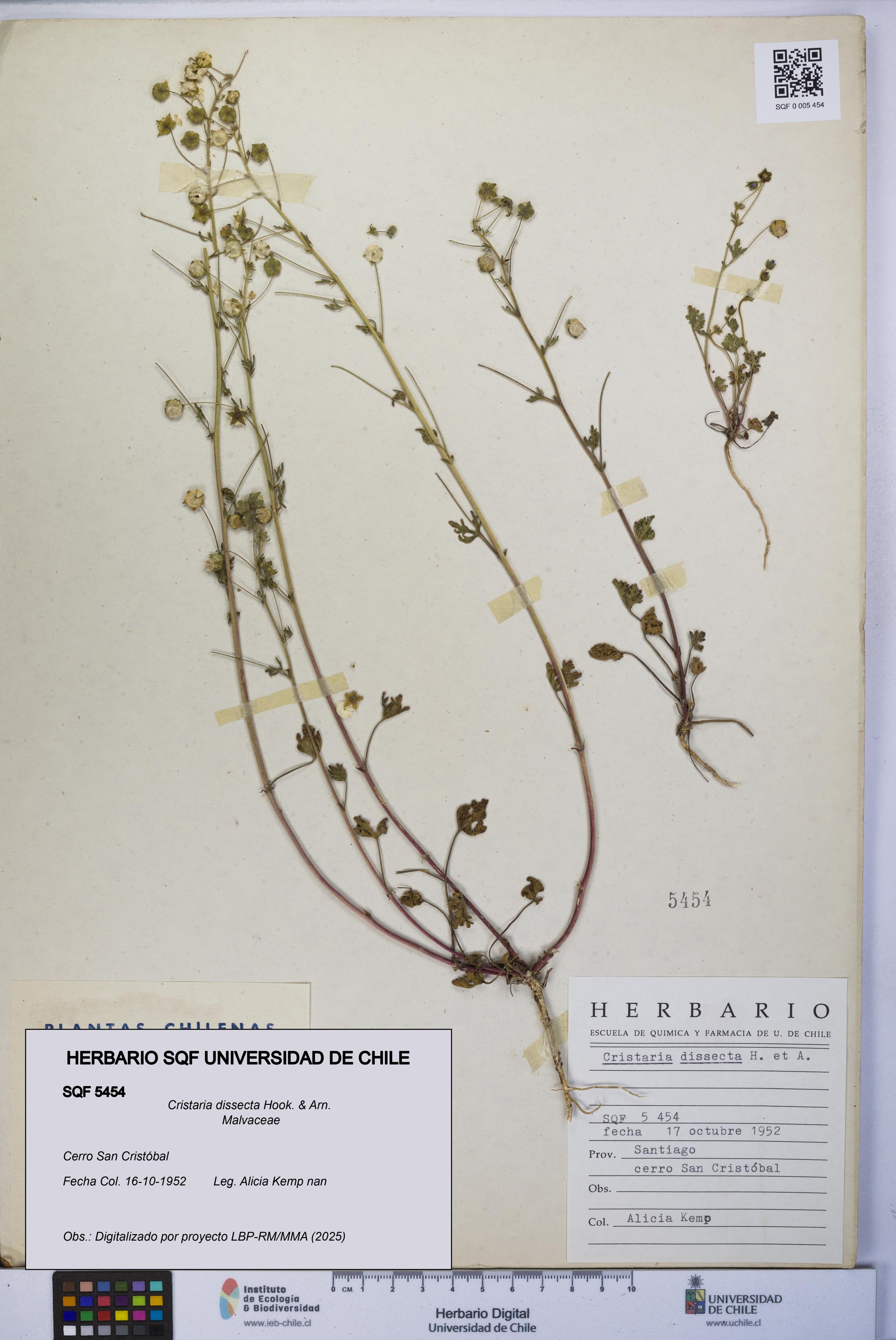 Cristaria dissecta [Espécimen: UCH:SQF:0005454]