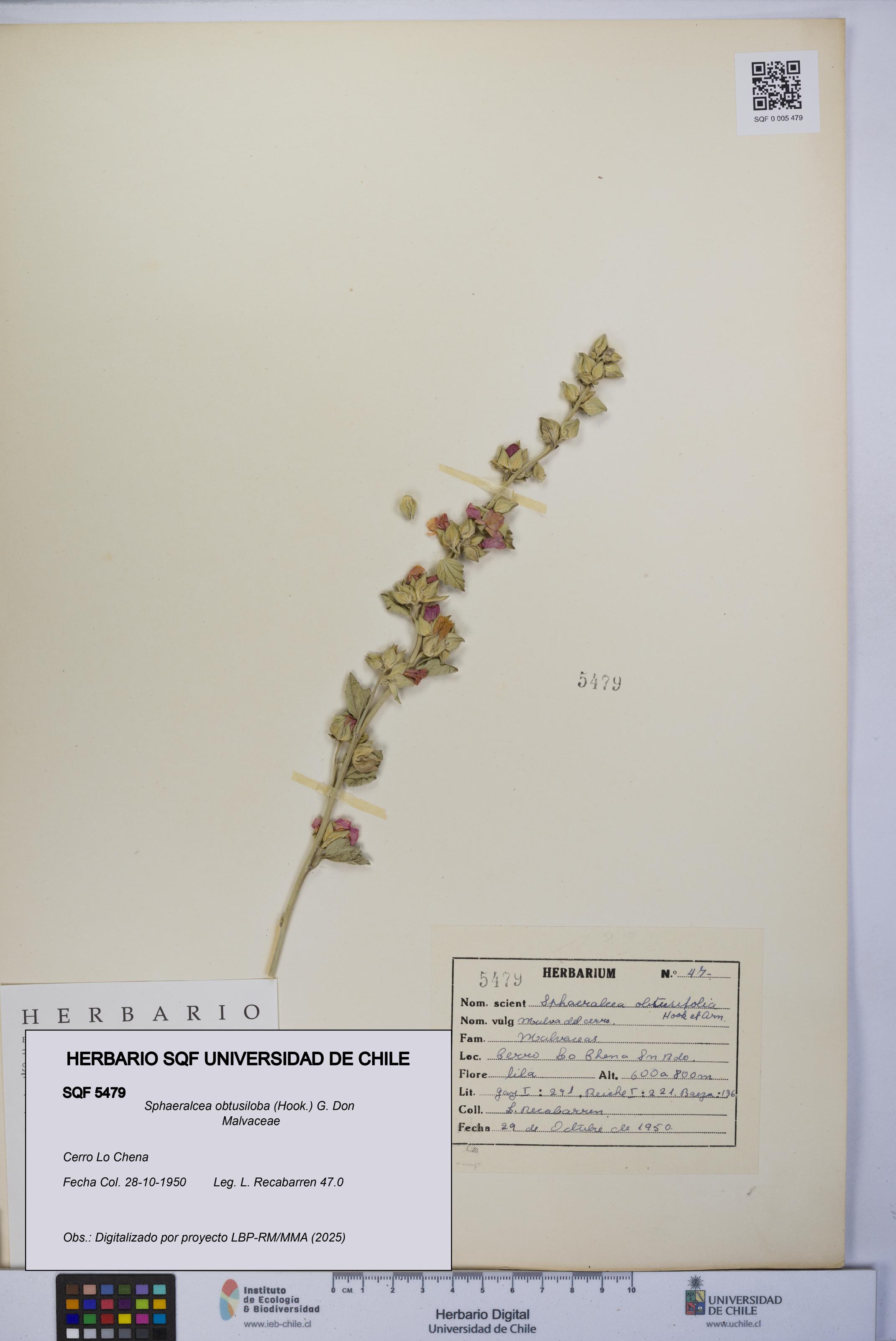 Sphaeralcea obtusiloba [Espécimen: UCH:SQF:0005479]