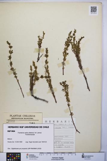 Frankenia salina [Espécimen: UCH:SQF:0005524]