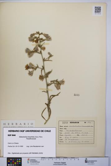 Malesherbia linearifolia [Espécimen: UCH:SQF:0005545]