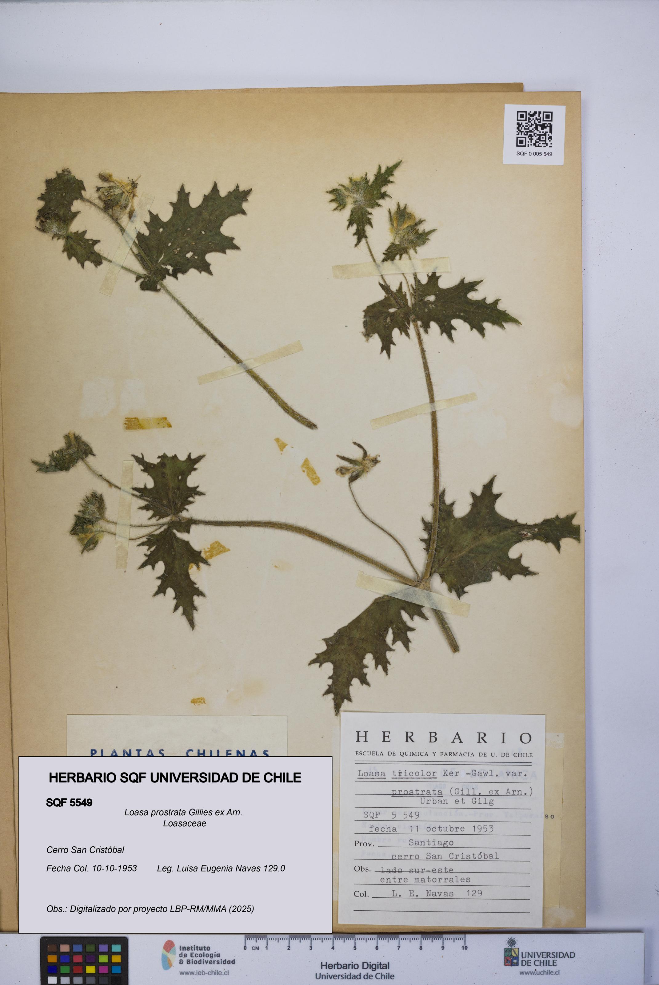 Loasa prostrata [Espécimen: UCH:SQF:0005549]