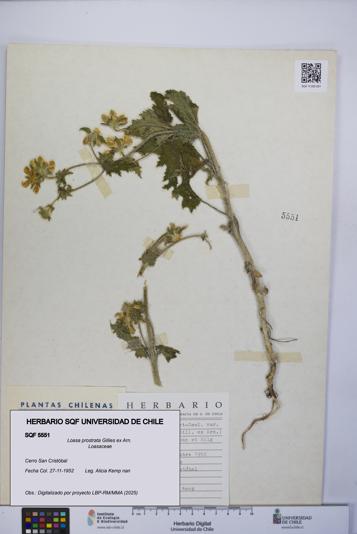 Loasa prostrata [Espécimen: UCH:SQF:0005551]