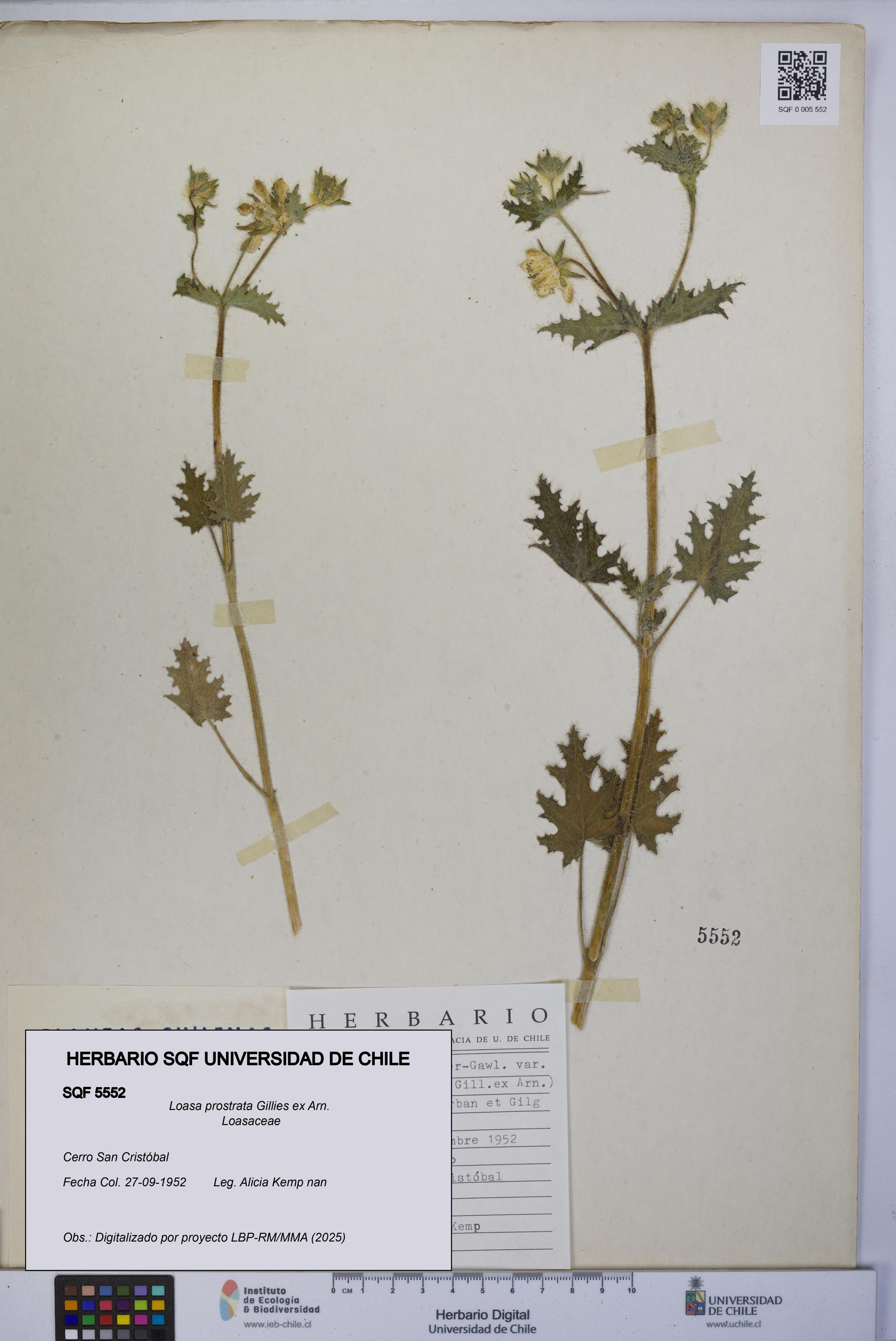 Loasa prostrata [Espécimen: UCH:SQF:0005552]