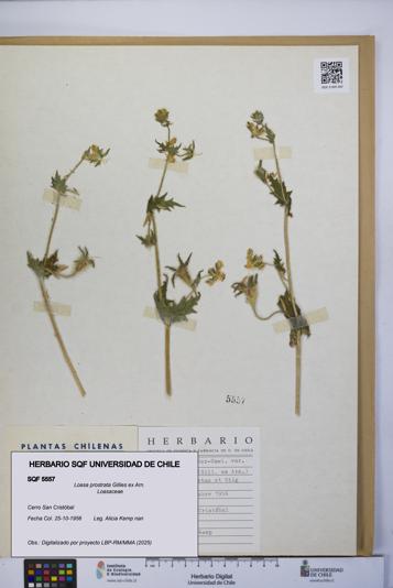 Loasa prostrata [Espécimen: UCH:SQF:0005557]