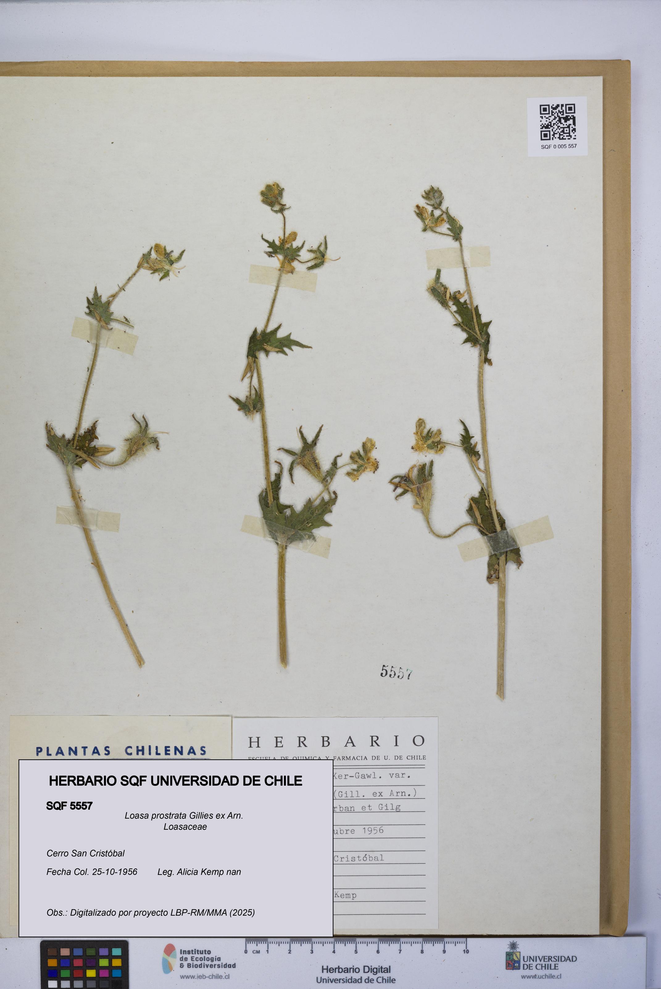 Loasa prostrata [Espécimen: UCH:SQF:0005557]