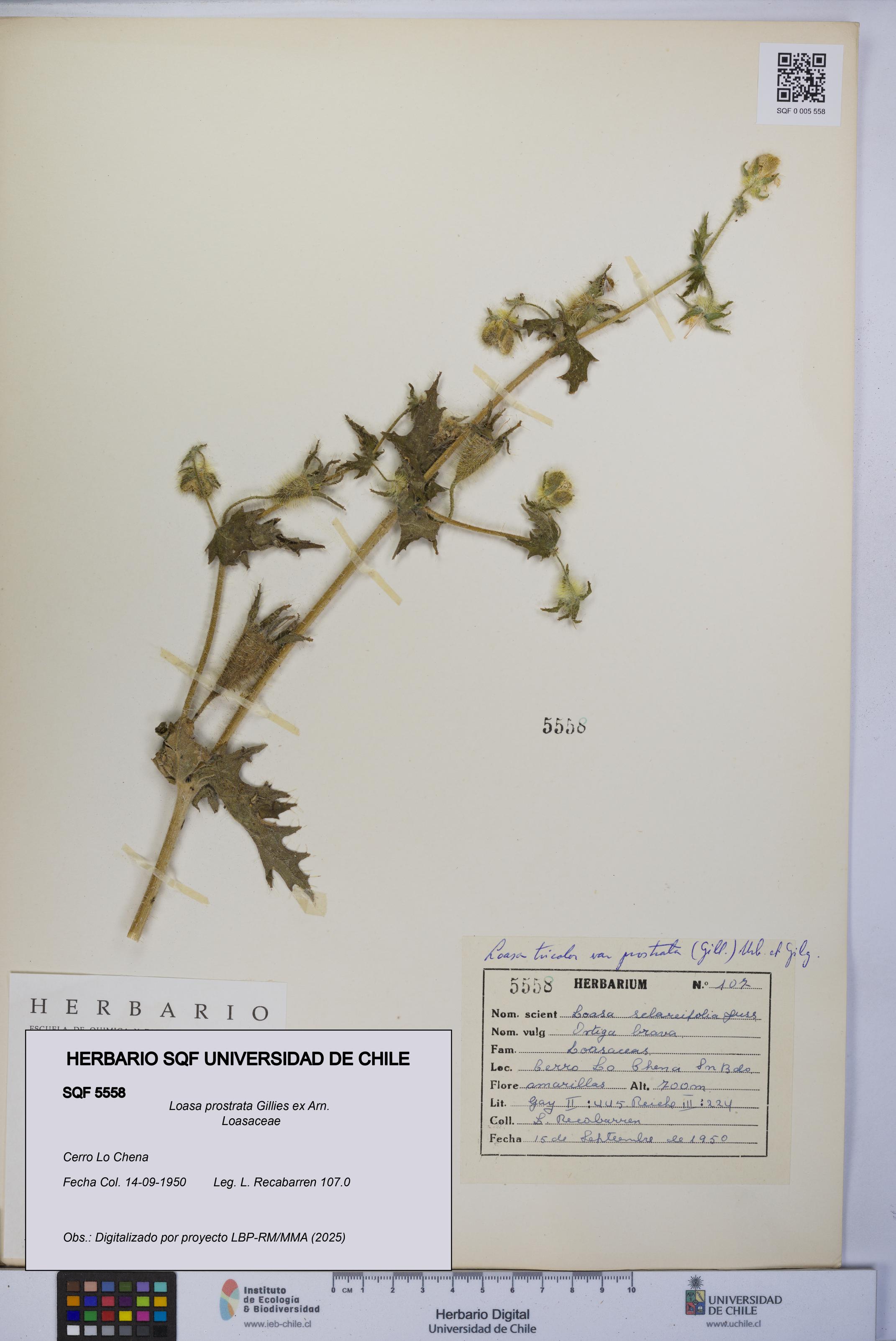Loasa prostrata [Espécimen: UCH:SQF:0005558]