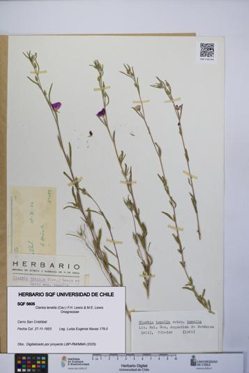 Clarkia tenella [Espécimen: UCH:SQF:0005605]