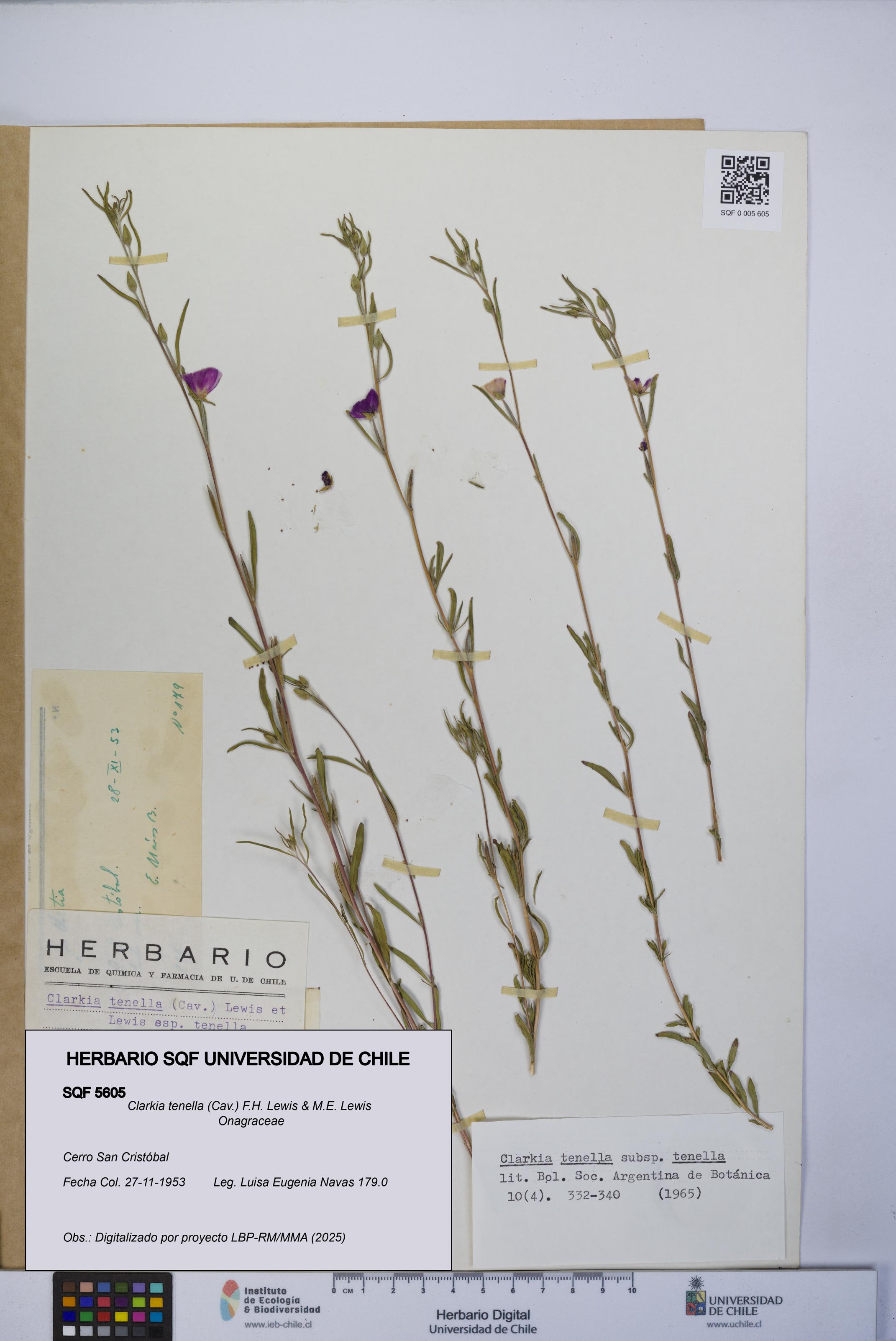 Clarkia tenella [Espécimen: UCH:SQF:0005605]