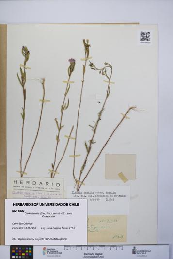 Clarkia tenella [Espécimen: UCH:SQF:0005622]