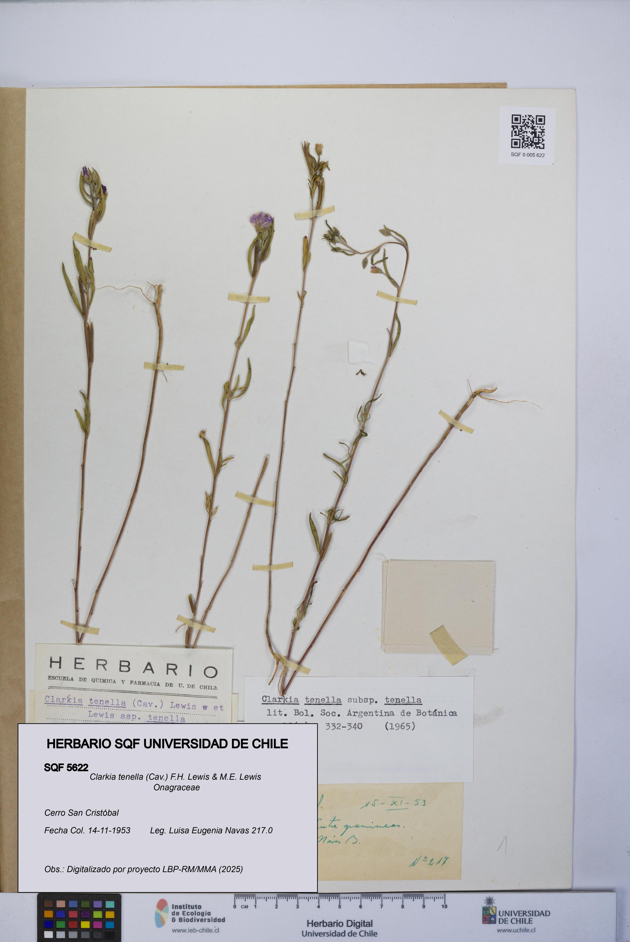 Clarkia tenella [Espécimen: UCH:SQF:0005622]