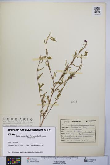 Clarkia tenella [Espécimen: UCH:SQF:0005639]