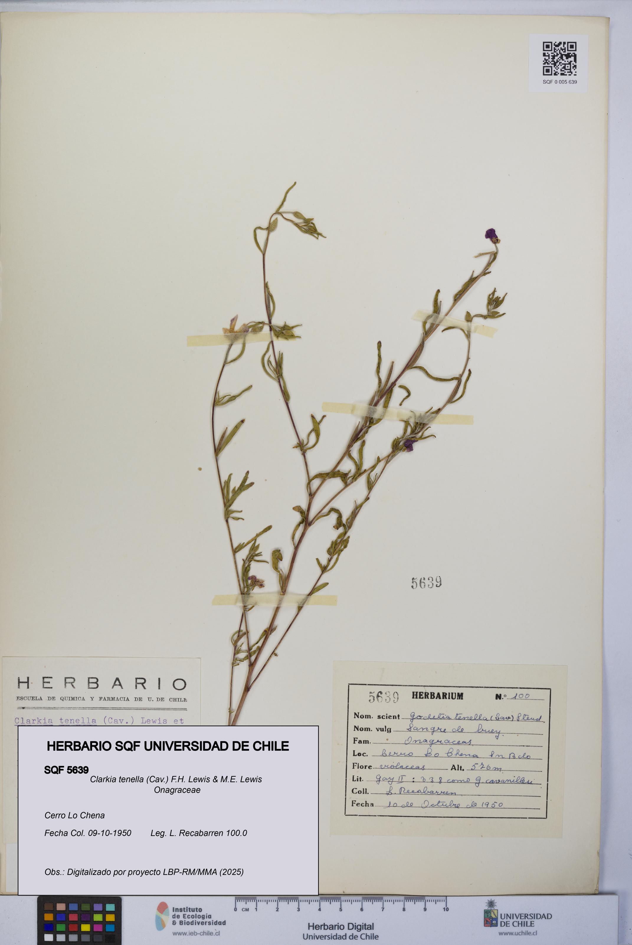 Clarkia tenella [Espécimen: UCH:SQF:0005639]