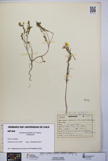 Camissonia dentata [Espécimen: UCH:SQF:0005640]