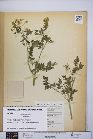 Conium maculatum [Espécimen: UCH:SQF:0005685]