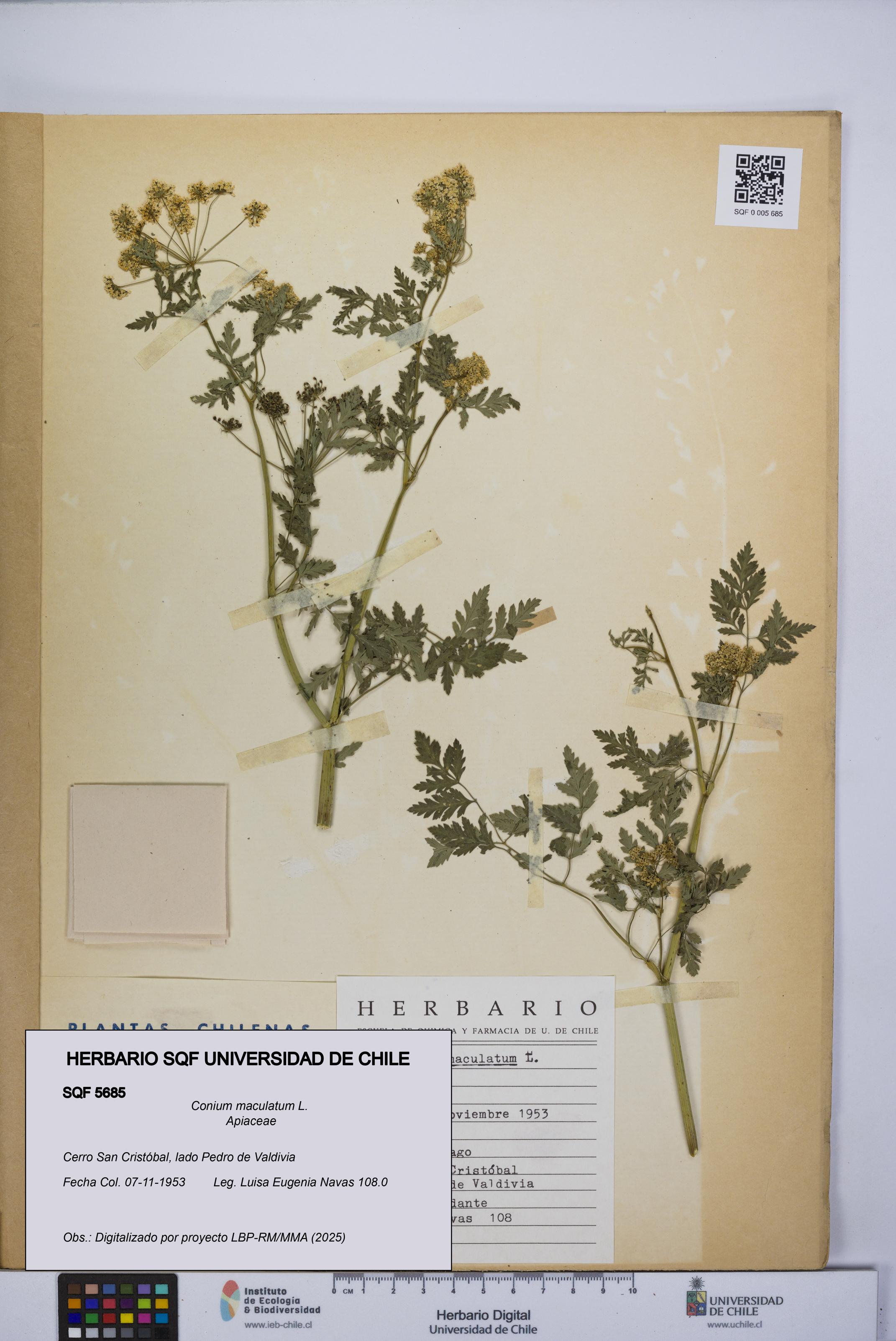 Conium maculatum [Espécimen: UCH:SQF:0005685]