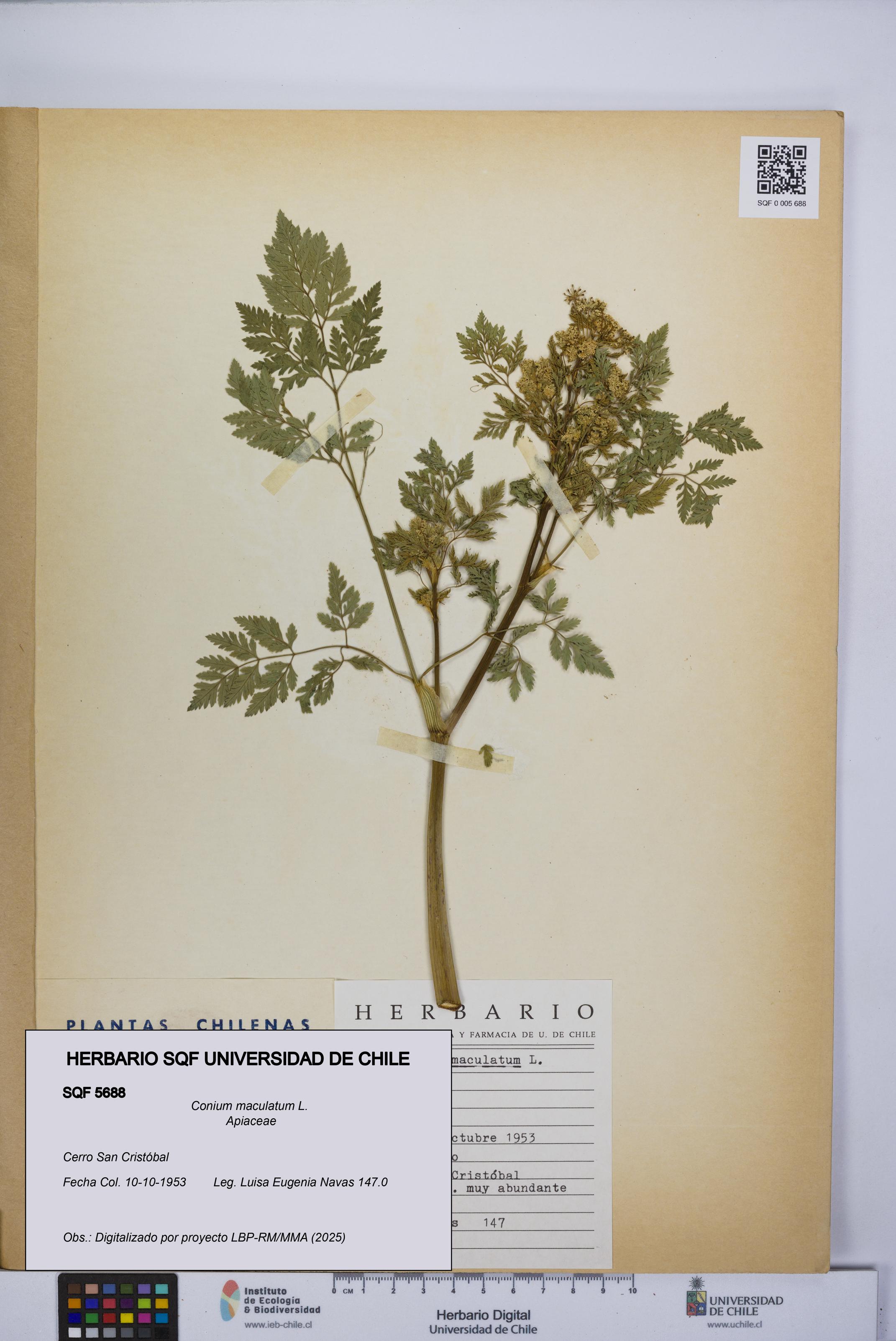 Conium maculatum [Espécimen: UCH:SQF:0005688]