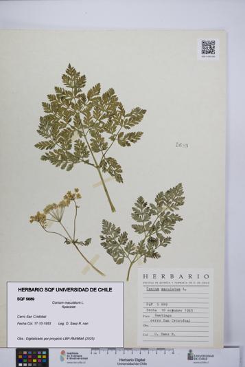 Conium maculatum [Espécimen: UCH:SQF:0005689]