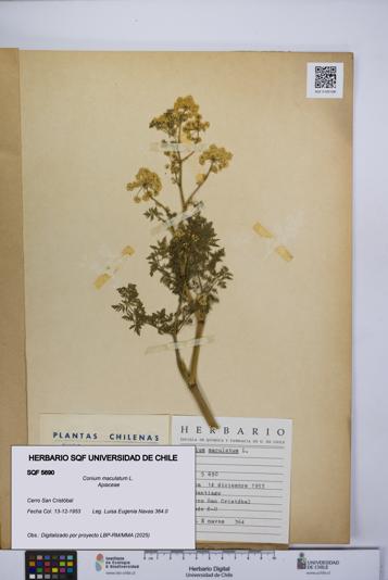 Conium maculatum [Espécimen: UCH:SQF:0005690]