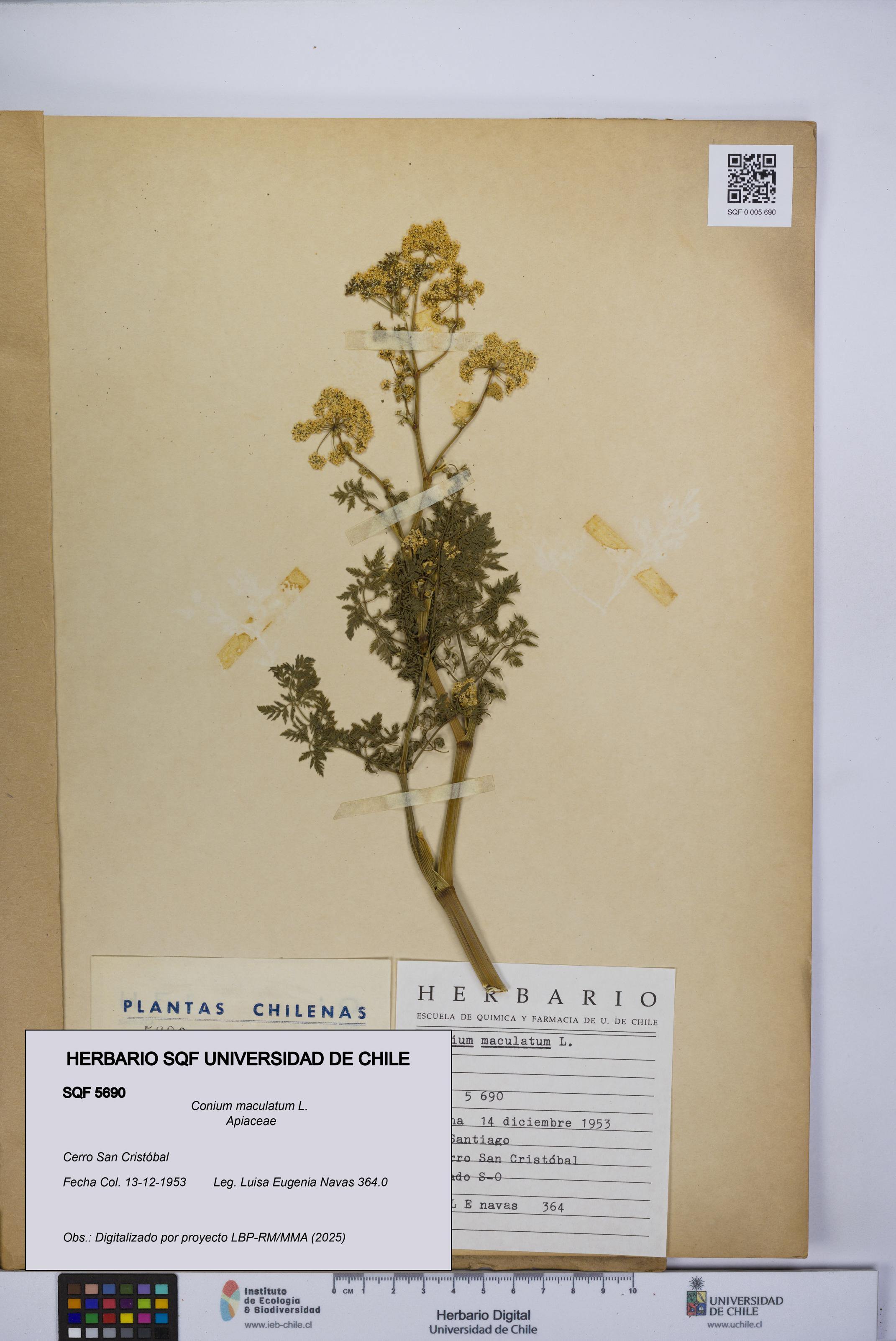Conium maculatum [Espécimen: UCH:SQF:0005690]