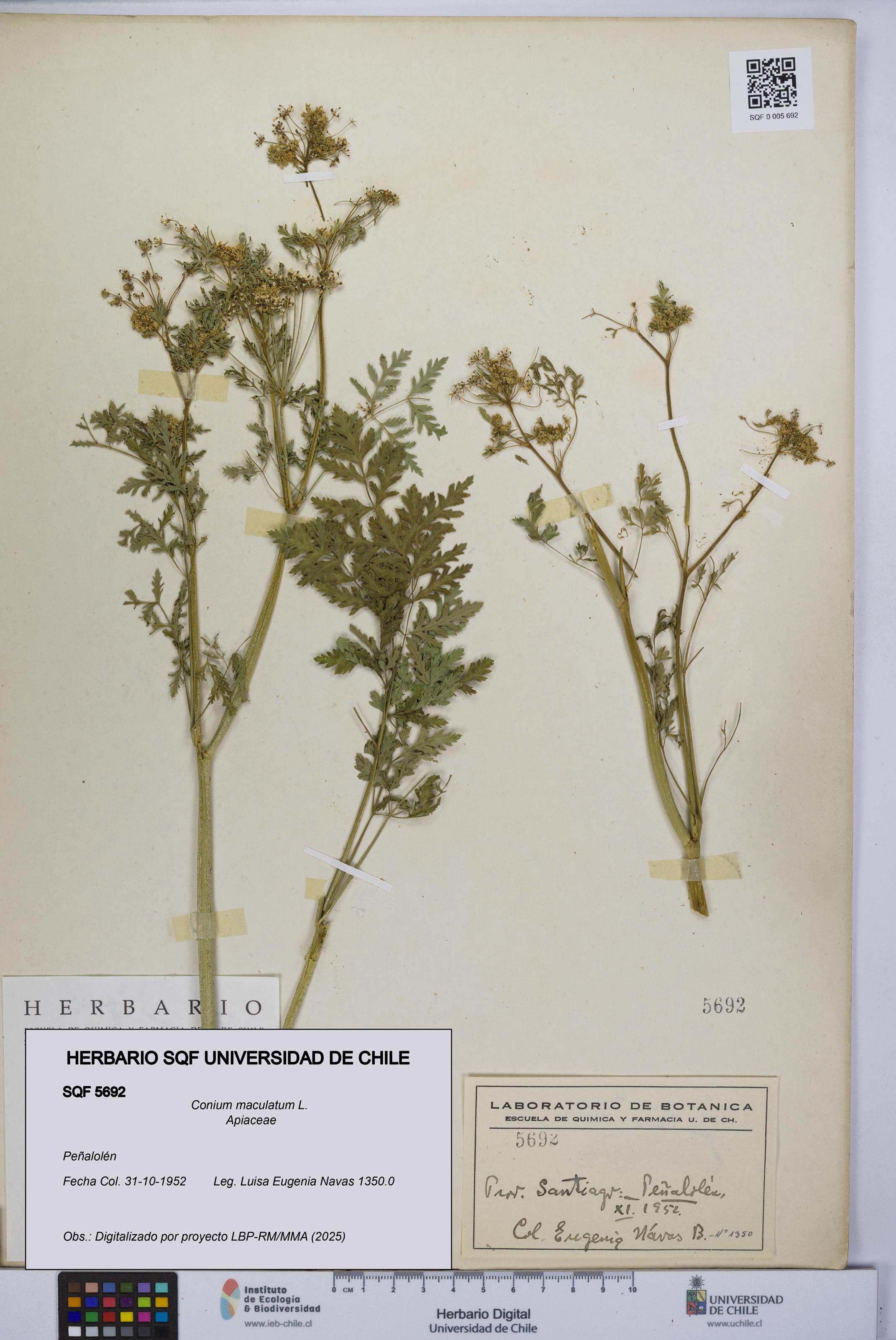 Conium maculatum [Espécimen: UCH:SQF:0005692]