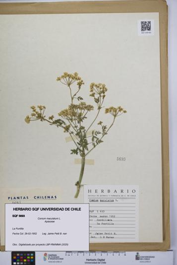 Conium maculatum [Espécimen: UCH:SQF:0005693]