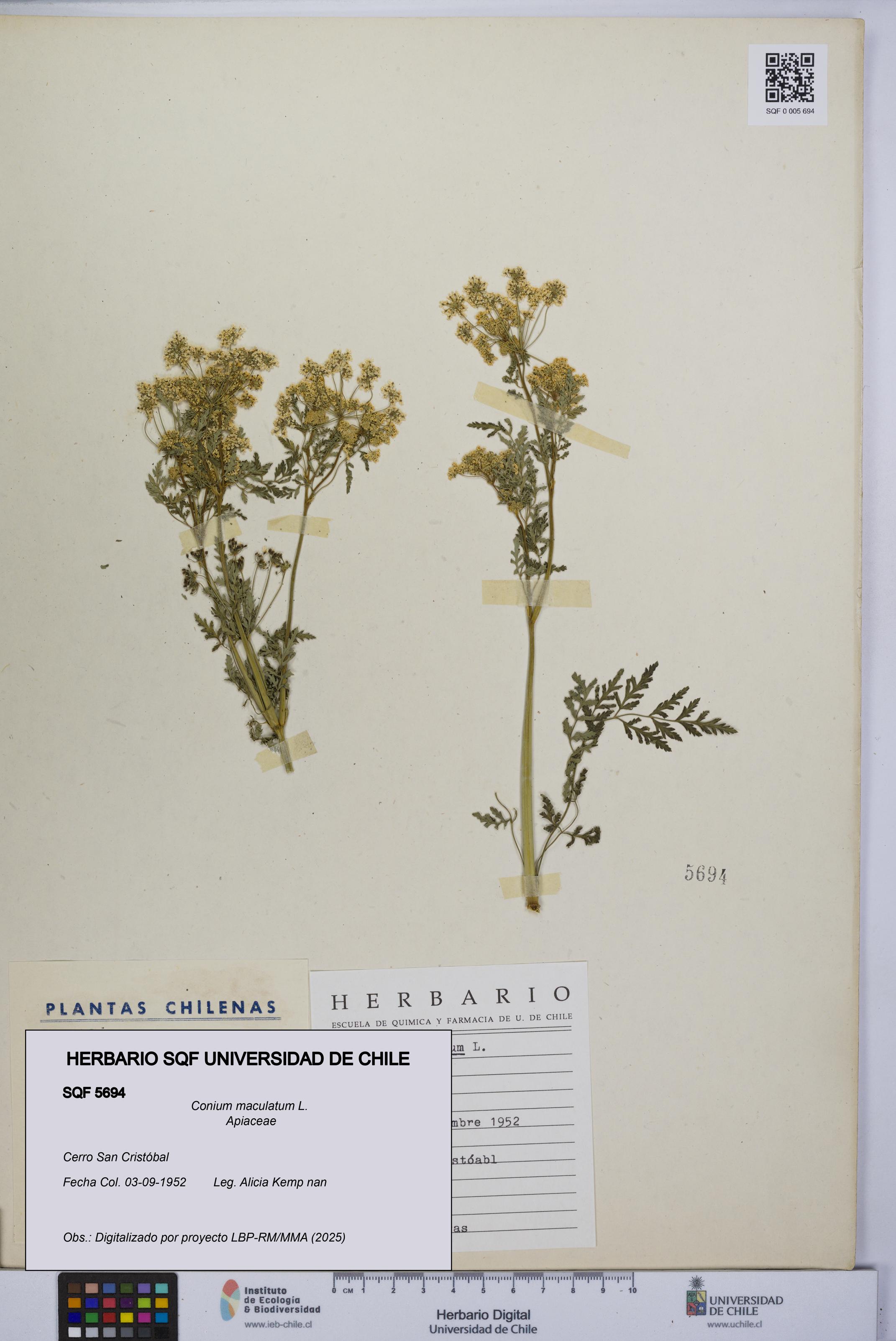 Conium maculatum [Espécimen: UCH:SQF:0005694]