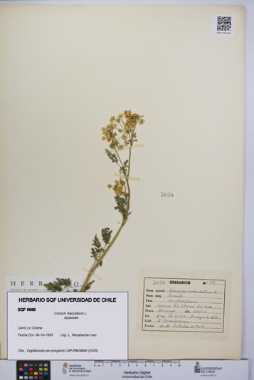 Conium maculatum [Espécimen: UCH:SQF:0005696]