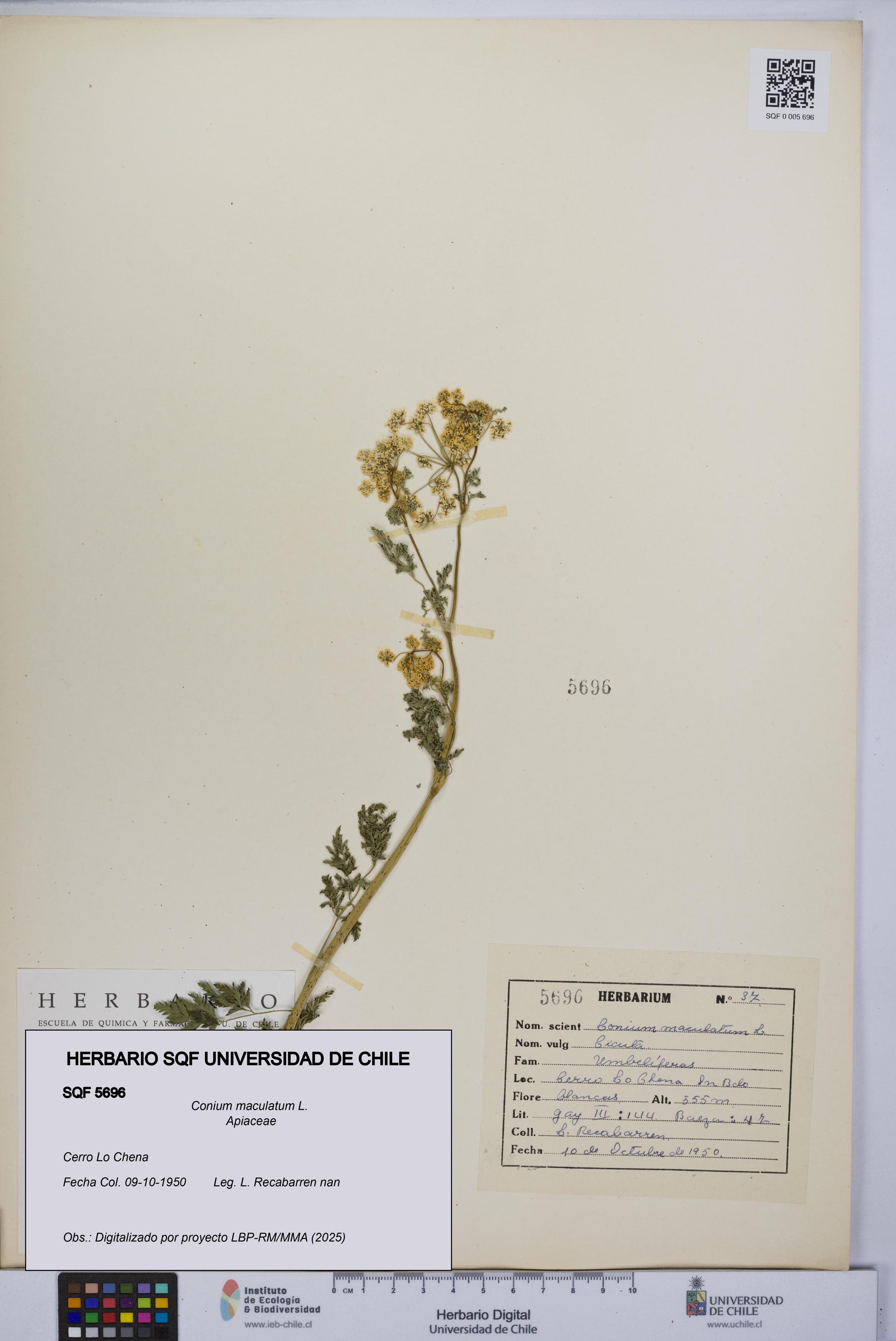 Conium maculatum [Espécimen: UCH:SQF:0005696]