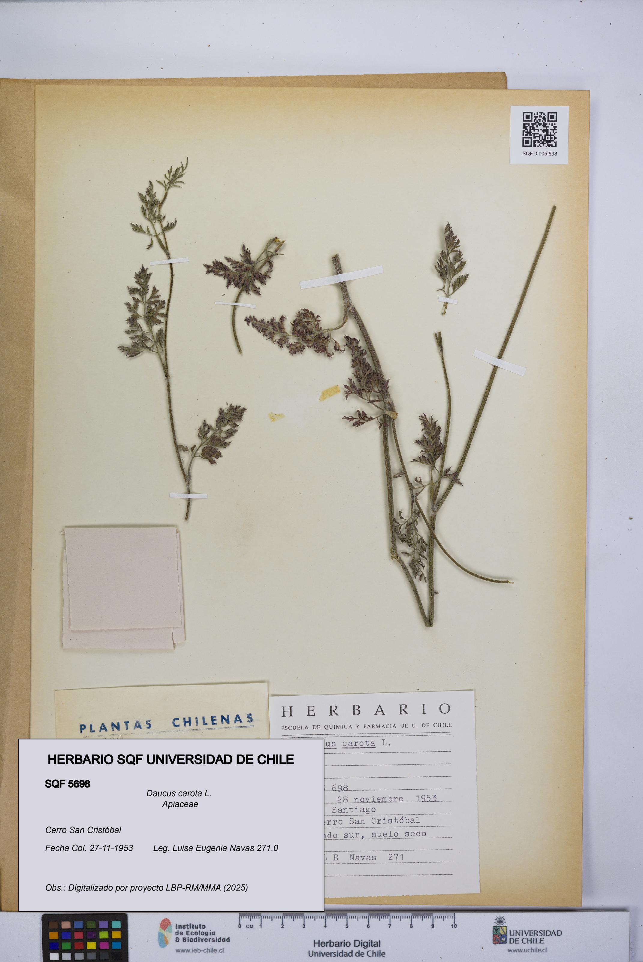 Daucus carota [Espécimen: UCH:SQF:0005698]