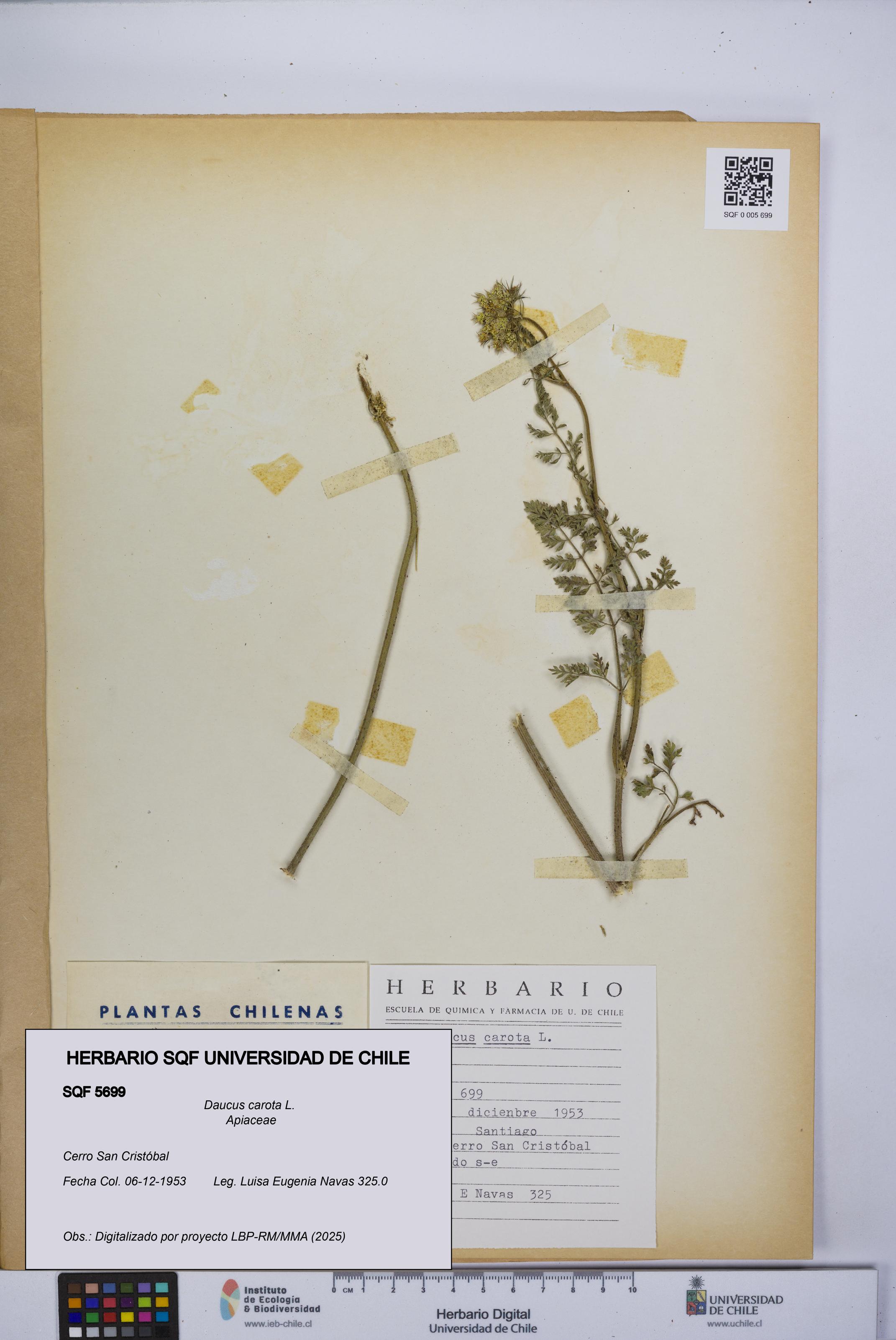 Daucus carota [Espécimen: UCH:SQF:0005699]