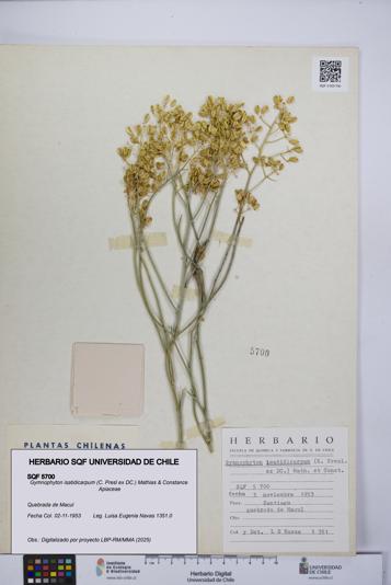 Gymnophyton isatidicarpum [Espécimen: UCH:SQF:0005700]