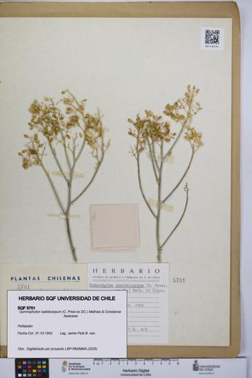 Gymnophyton isatidicarpum [Espécimen: UCH:SQF:0005701]