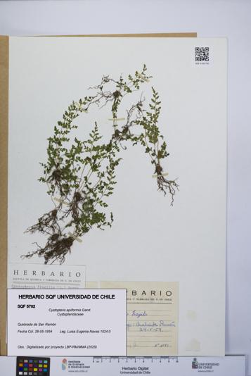 Cystopteris apiiformis [Espécimen: UCH:SQF:0005702]
