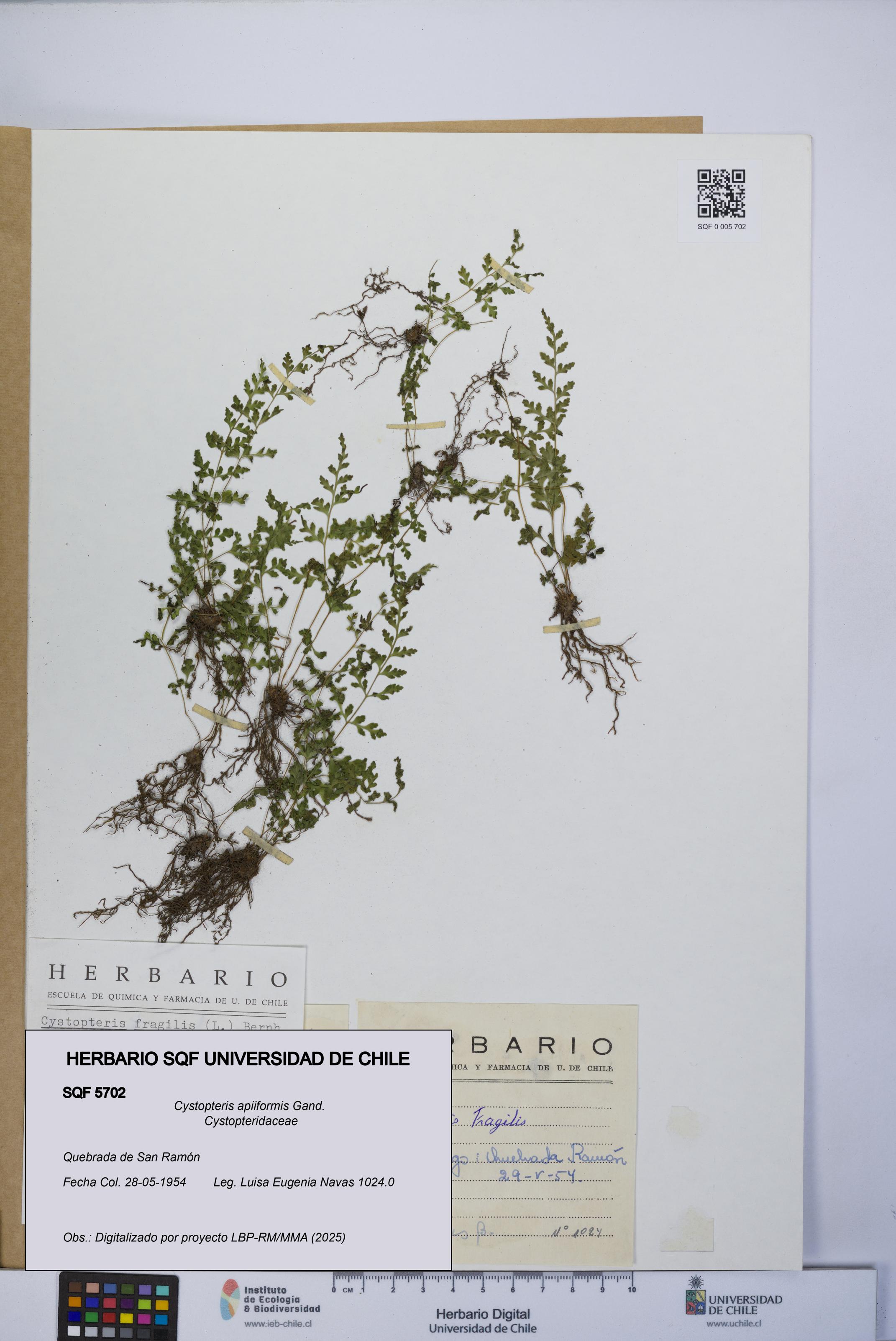 Cystopteris apiiformis [Espécimen: UCH:SQF:0005702]