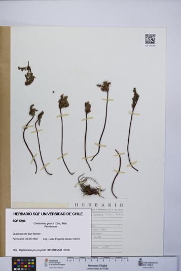 Cheilanthes glauca [Espécimen: UCH:SQF:0005703]