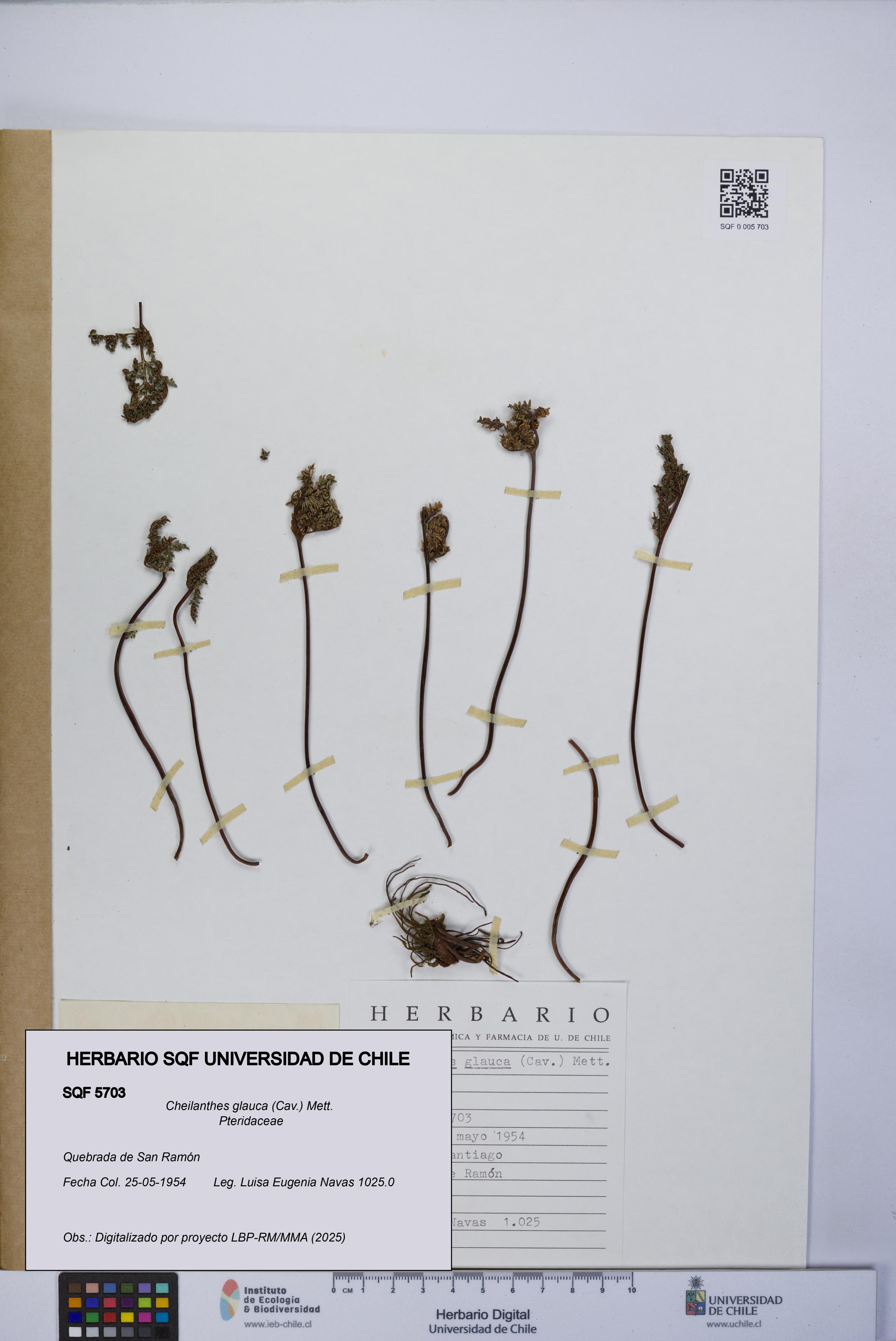 Cheilanthes glauca [Espécimen: UCH:SQF:0005703]