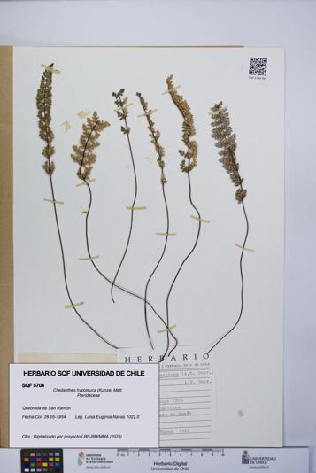 Cheilanthes hypoleuca [Espécimen: UCH:SQF:0005704]