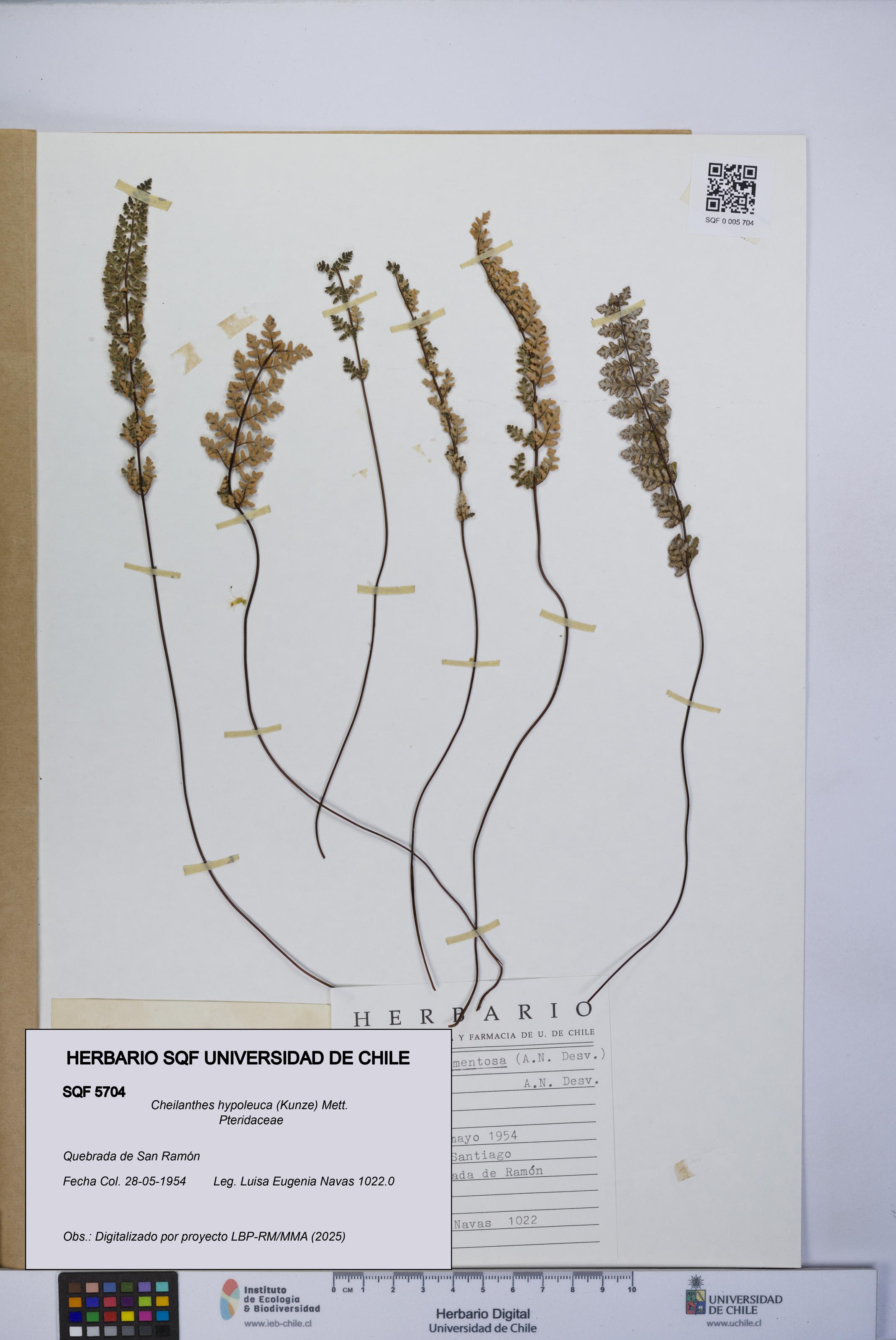 Cheilanthes hypoleuca [Espécimen: UCH:SQF:0005704]