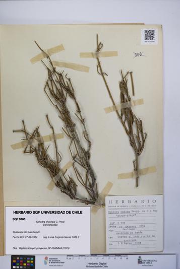 Ephedra chilensis [Espécimen: UCH:SQF:0005705]