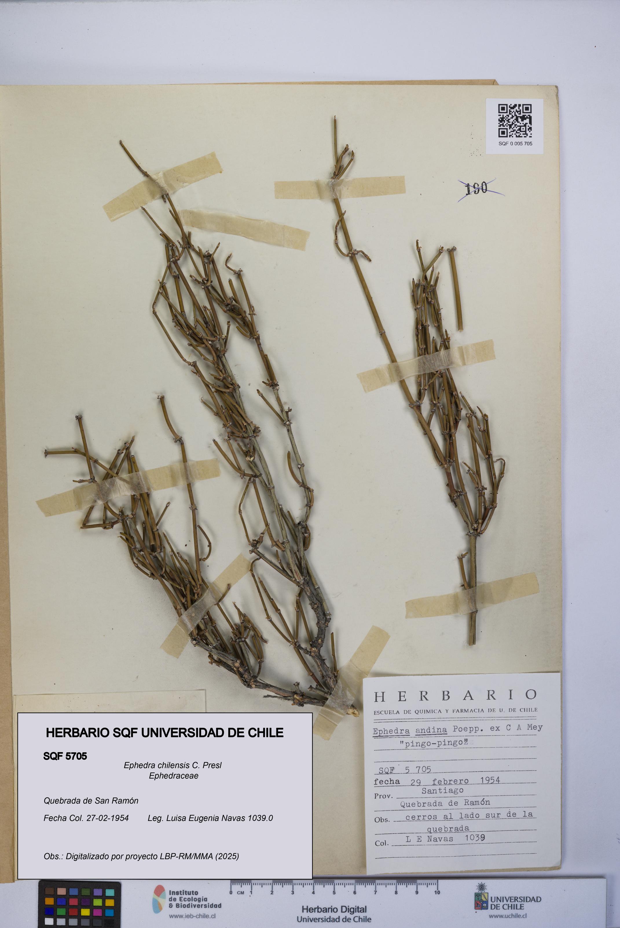Ephedra chilensis [Espécimen: UCH:SQF:0005705]